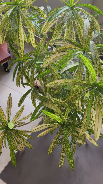 Kavos staliukas - Monstera